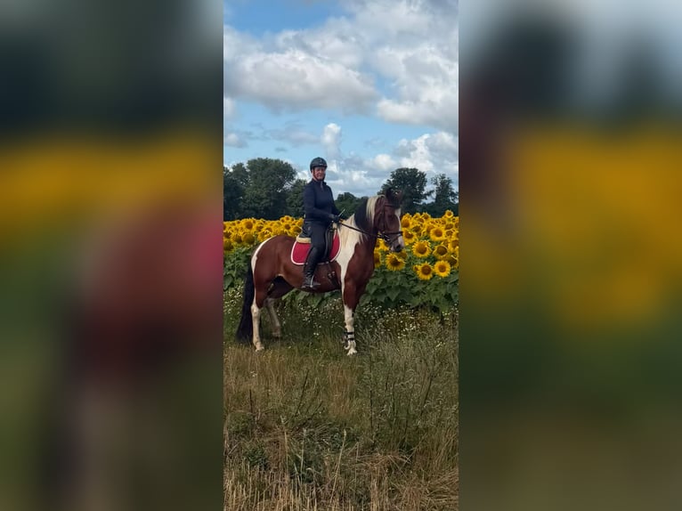 Deutsches Reitpony Mix Stute 4 Jahre 152 cm Schecke in Kyritz