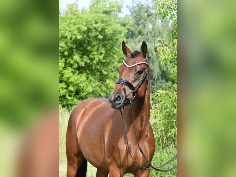 Deutsches Reitpony Stute 4 Jahre 153 cm Braunfalbschimmel in Kamern