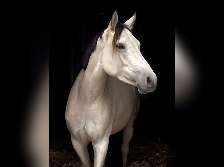 Deutsches Reitpony Stute 4 Jahre 153 cm Buckskin in Lensahn