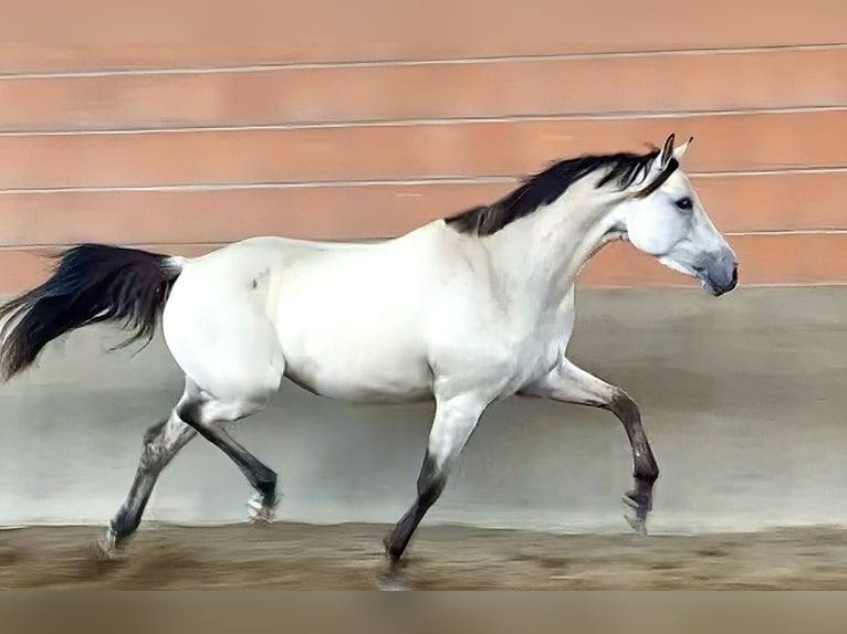 Deutsches Reitpony Stute 4 Jahre 153 cm Buckskin in Lensahn