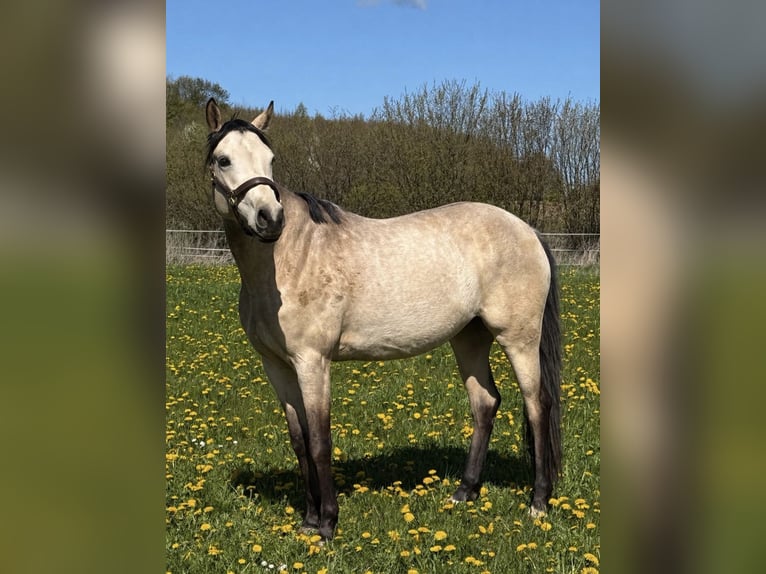 Deutsches Reitpony Stute 4 Jahre 153 cm Buckskin in Lensahn