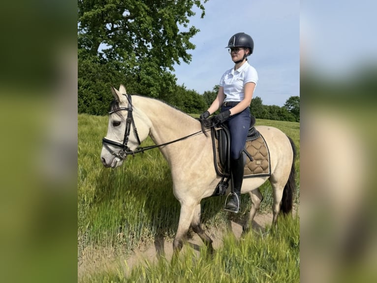 Deutsches Reitpony Stute 4 Jahre 153 cm Buckskin in Lensahn