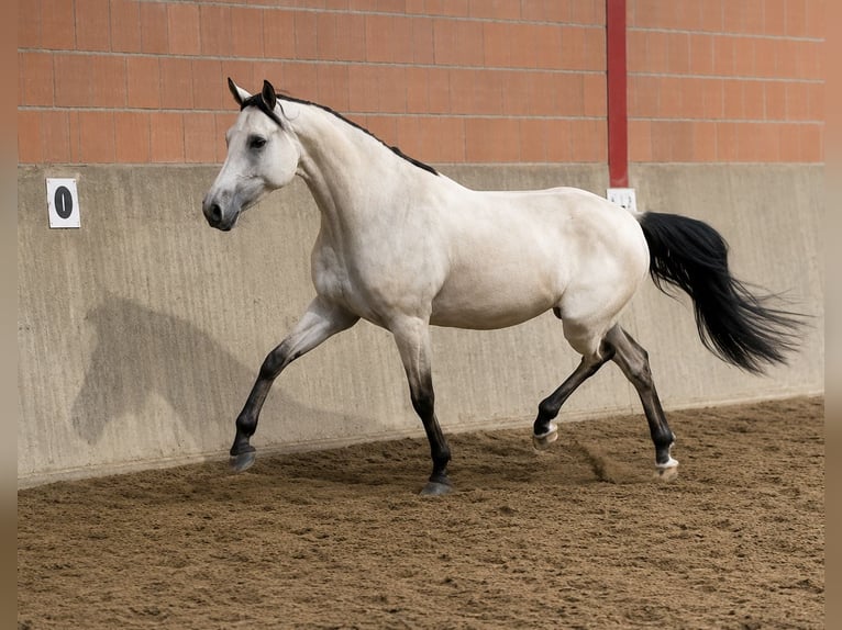 Deutsches Reitpony Stute 4 Jahre 153 cm Buckskin in Lensahn