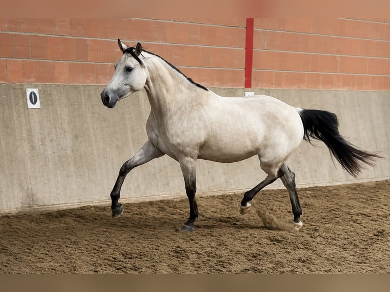 Deutsches Reitpony Stute 4 Jahre 153 cm Buckskin in Lensahn