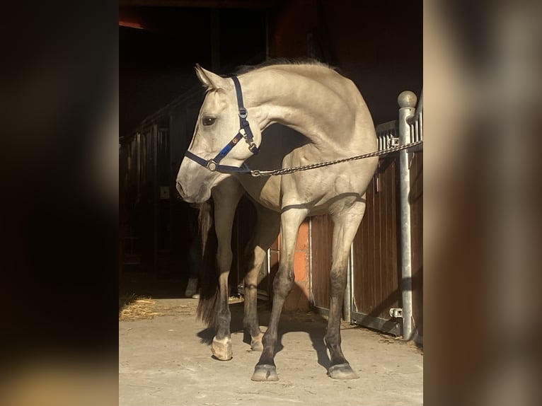 Deutsches Reitpony Stute 4 Jahre 153 cm Buckskin in Lensahn