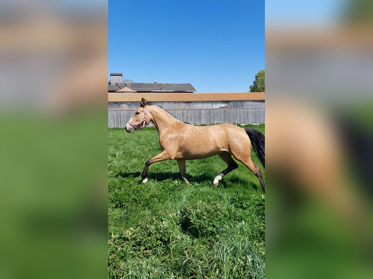 Deutsches Reitpony Stute 4 Jahre 153 cm Buckskin in Zarpen