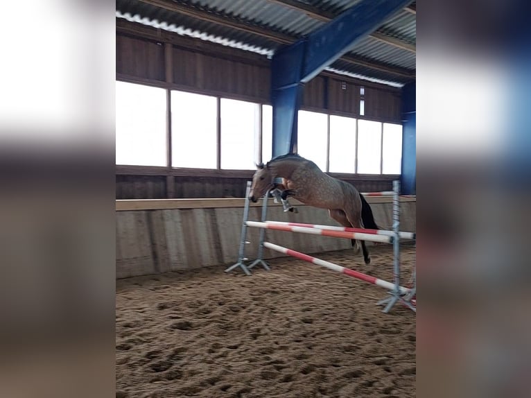 Deutsches Reitpony Stute 4 Jahre 153 cm Buckskin in Zarpen