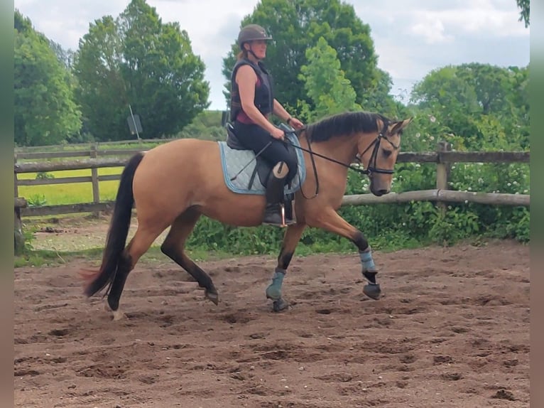 Deutsches Reitpony Stute 4 Jahre 153 cm Buckskin in Zarpen