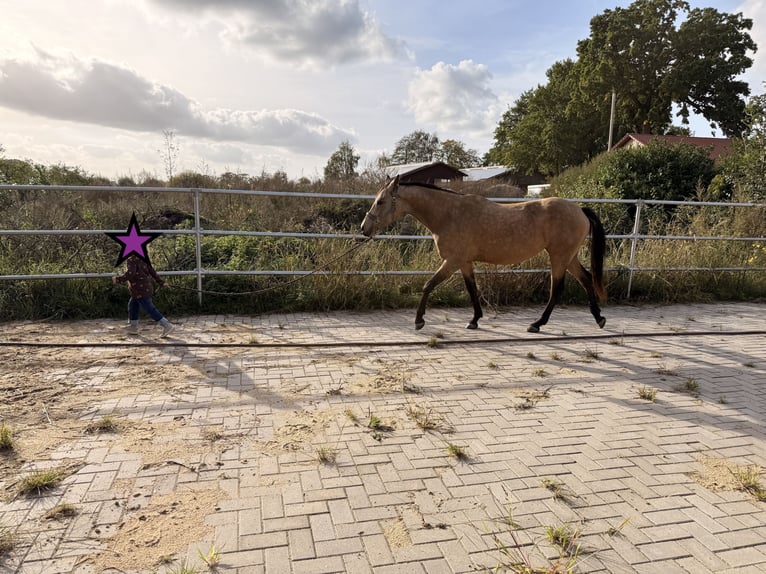 Deutsches Reitpony Stute 4 Jahre 153 cm Buckskin in Scheeßel