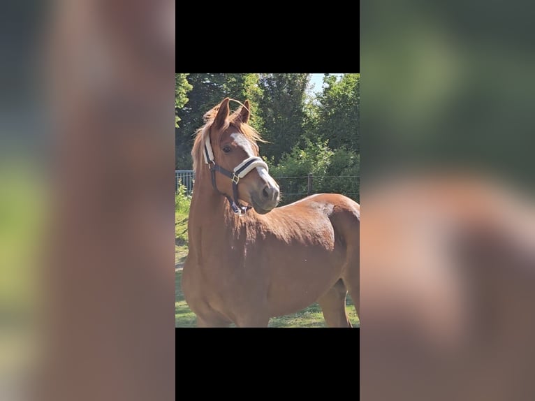 Deutsches Reitpony Stute 4 Jahre 153 cm Fuchs in Niederzier