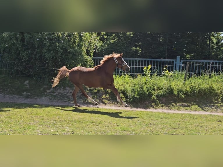Deutsches Reitpony Stute 4 Jahre 153 cm Fuchs in Niederzier