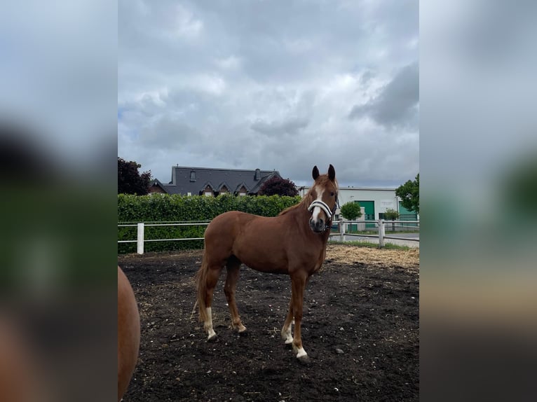 Deutsches Reitpony Stute 4 Jahre 153 cm Fuchs in Niederzier