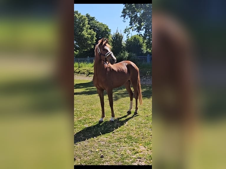 Deutsches Reitpony Stute 4 Jahre 153 cm Fuchs in Niederzier
