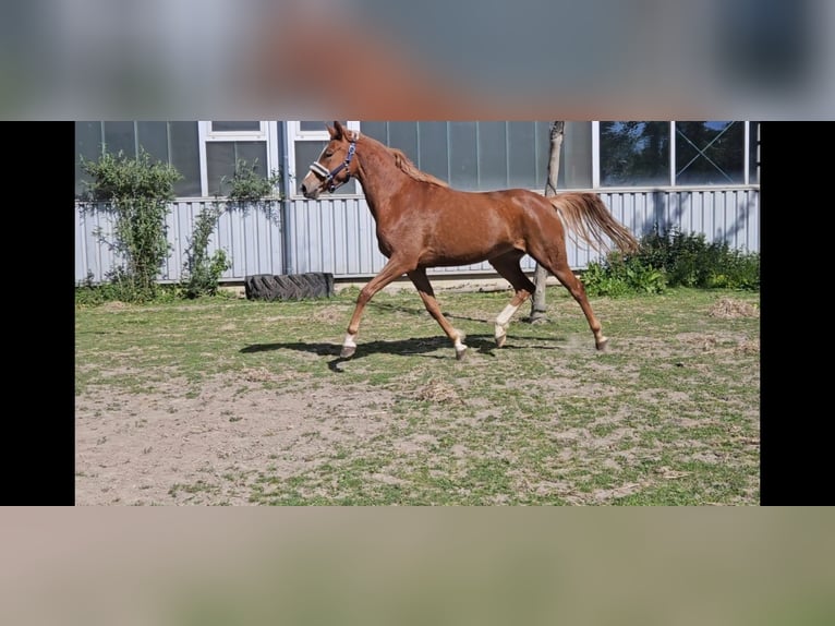 Deutsches Reitpony Stute 4 Jahre 153 cm Fuchs in Niederzier