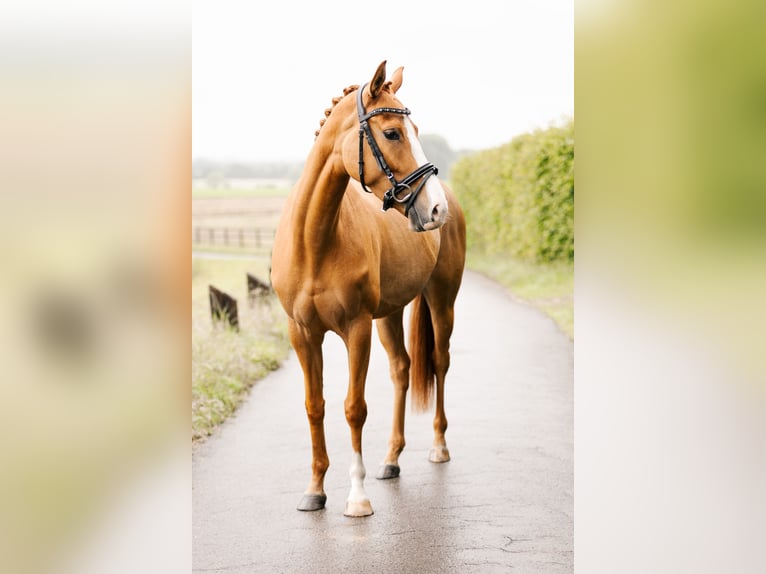 Deutsches Reitpony Stute 4 Jahre 153 cm Fuchs in Xanten