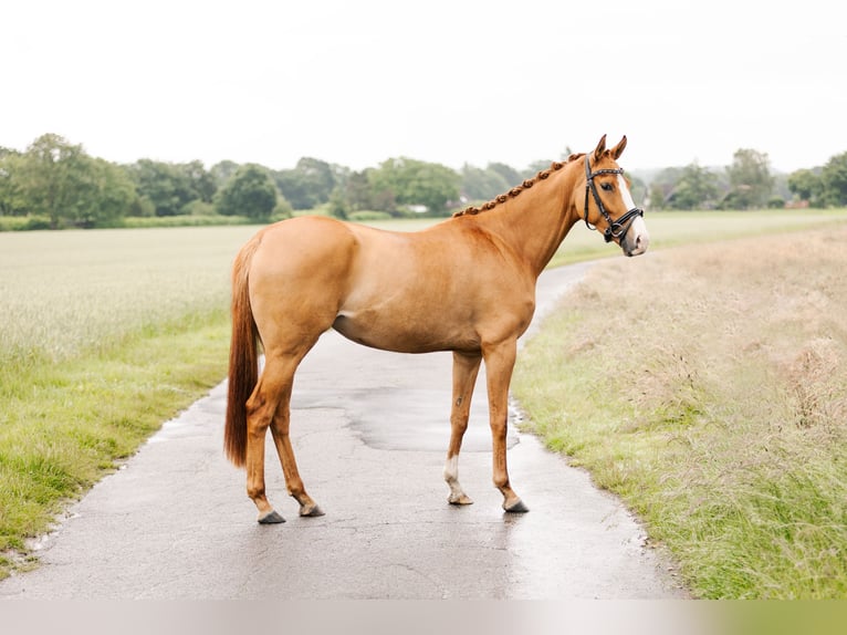 Deutsches Reitpony Stute 4 Jahre 153 cm Fuchs in Xanten