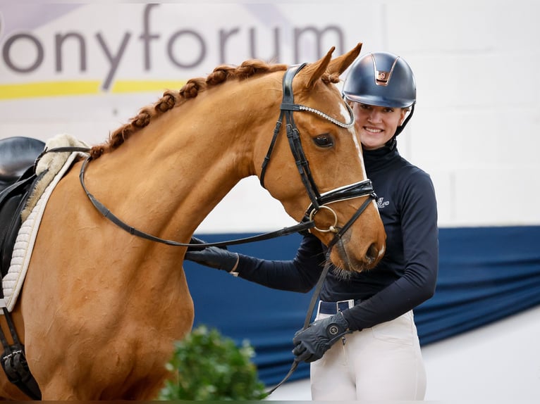 Deutsches Reitpony Stute 4 Jahre 153 cm Fuchs in Marsberg