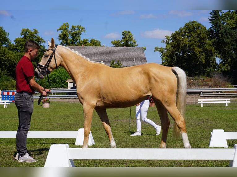 Deutsches Reitpony Stute 4 Jahre 153 cm Palomino in Treuenbrietzen