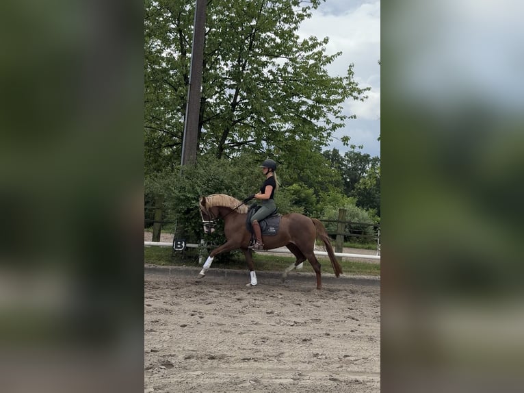 Deutsches Reitpony Stute 4 Jahre 154 cm Dunkelfuchs in Ahrensburg