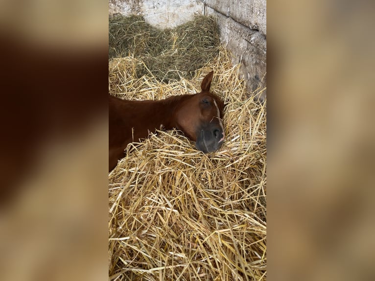 Deutsches Reitpony Stute 4 Jahre 154 cm Fuchs in Niederzier