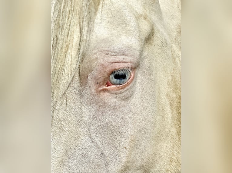 Deutsches Reitpony Stute 4 Jahre 155 cm Cremello in F&#xFC;rth