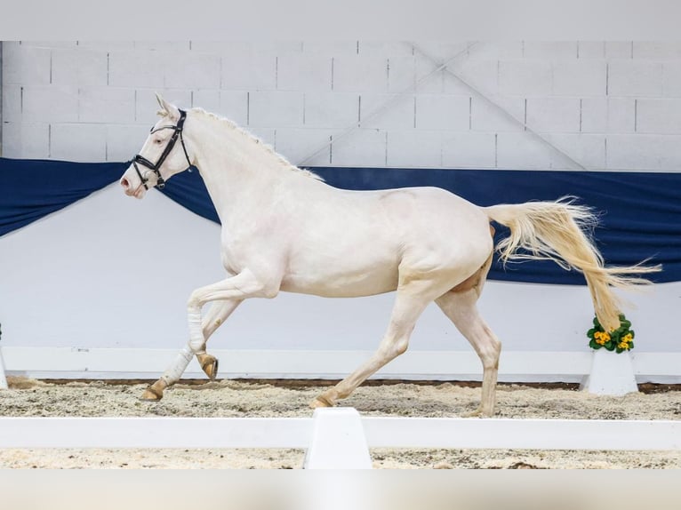 Deutsches Reitpony Stute 4 Jahre 155 cm Cremello in F&#xFC;rth