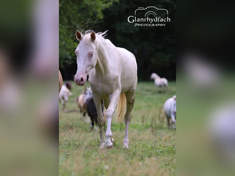 Deutsches Reitpony Stute 4 Jahre 155 cm Cremello in F&#xFC;rth