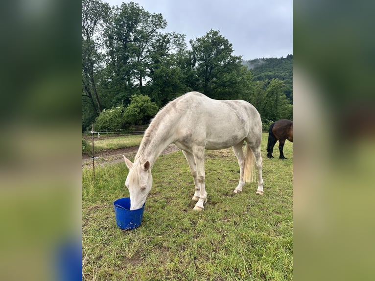 Deutsches Reitpony Stute 4 Jahre 155 cm Cremello in F&#xFC;rth