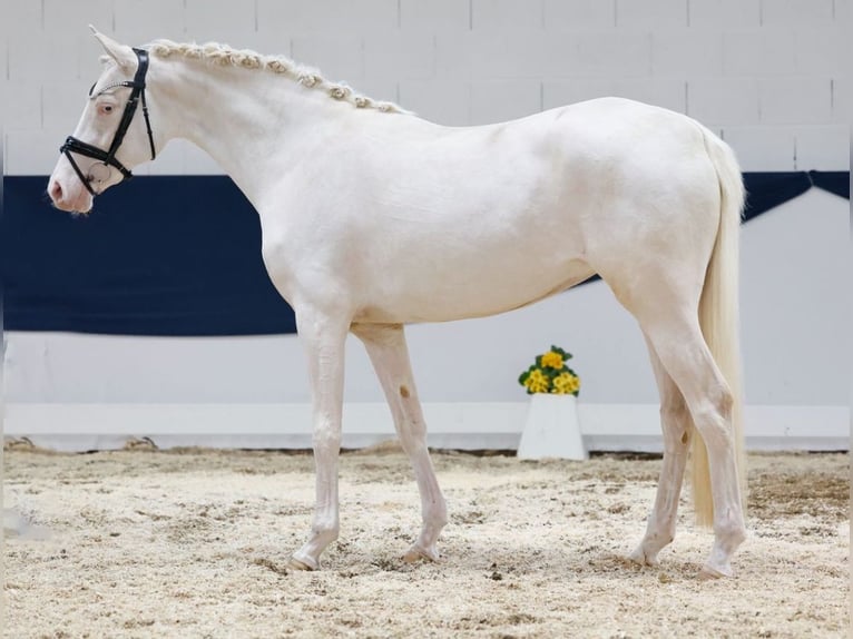 Deutsches Reitpony Stute 4 Jahre 155 cm Cremello in F&#xFC;rth