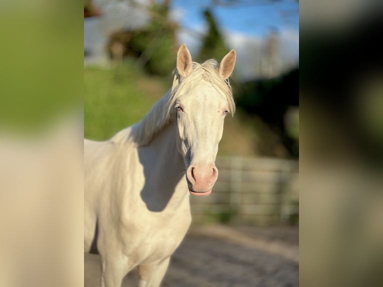 Deutsches Reitpony Stute 4 Jahre 155 cm Cremello in F&#xFC;rth