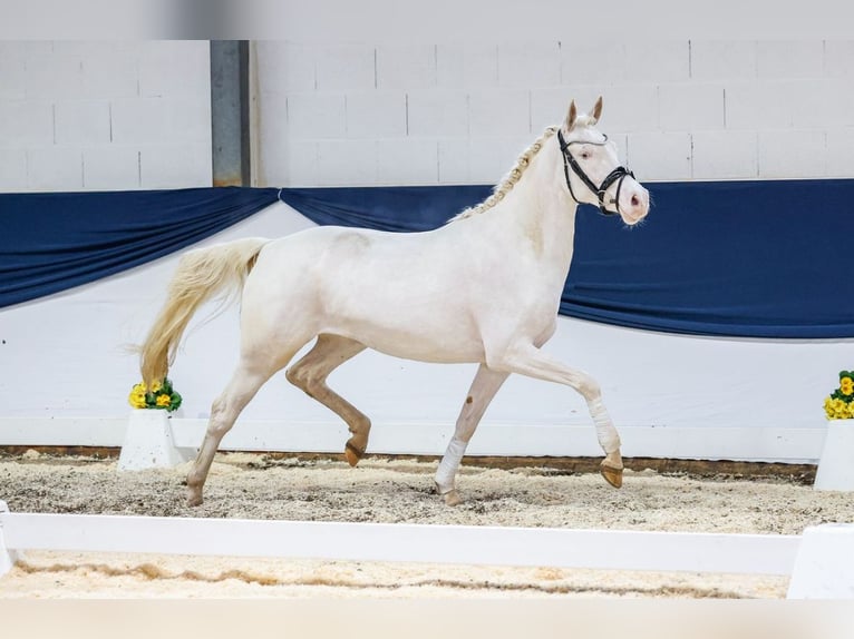 Deutsches Reitpony Stute 4 Jahre 155 cm Cremello in F&#xFC;rth