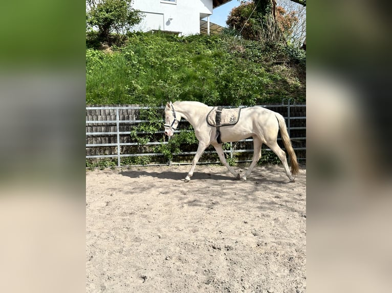 Deutsches Reitpony Stute 4 Jahre 155 cm Cremello in F&#xFC;rth