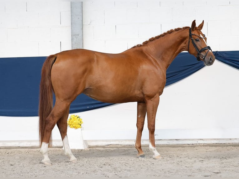 Deutsches Reitpony Stute 4 Jahre 155 cm Fuchs in Marsberg