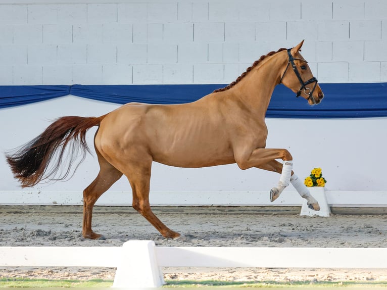 Deutsches Reitpony Stute 4 Jahre 155 cm Fuchs in Marsberg