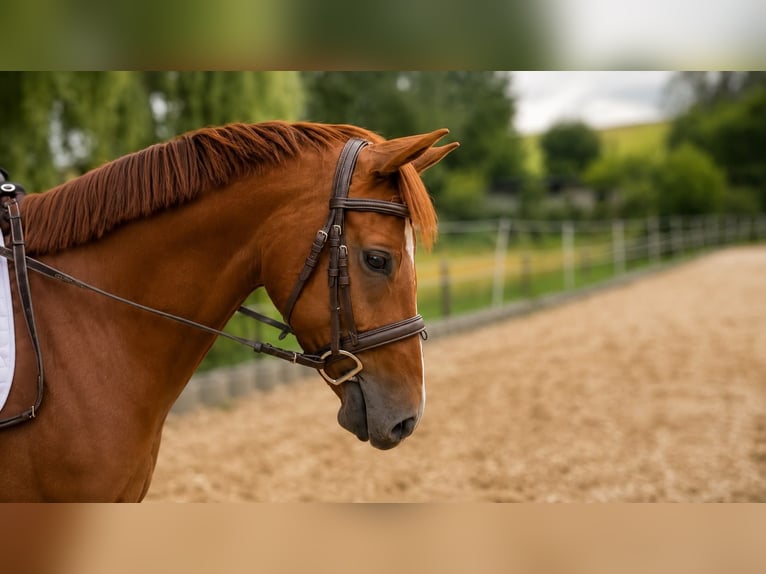 Deutsches Reitpony Stute 4 Jahre 155 cm Fuchs in Lindenkreuz