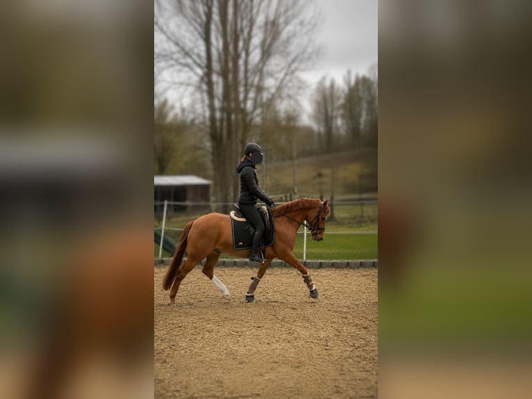 Deutsches Reitpony Stute 4 Jahre 155 cm Fuchs in Lindenkreuz