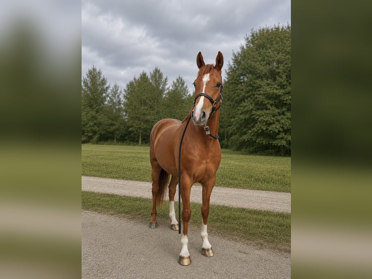 Deutsches Reitpony Stute 4 Jahre 155 cm Fuchs in Lindenkreuz
