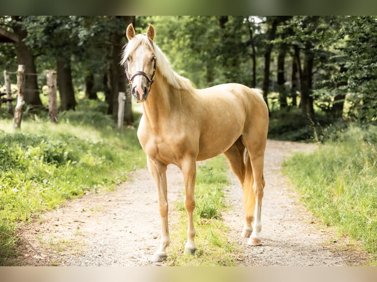 Deutsches Reitpony Stute 4 Jahre 155 cm Palomino in Bargstedt