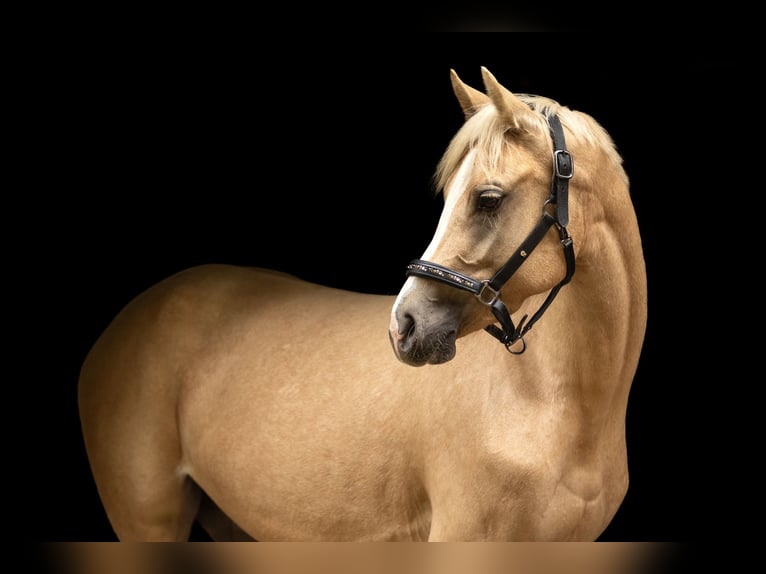 Deutsches Reitpony Stute 4 Jahre 155 cm Palomino in Bargstedt
