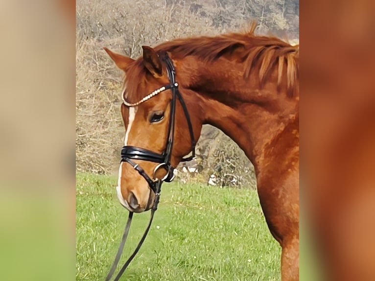 Deutsches Reitpony Stute 4 Jahre 156 cm Fuchs in Ruppichteroth