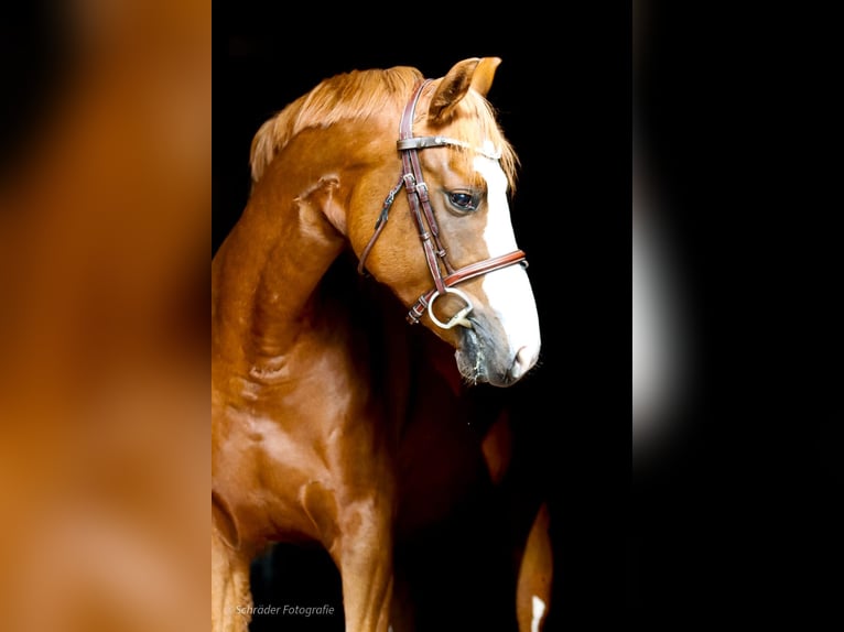 Deutsches Reitpony Stute 4 Jahre 156 cm Fuchs in Wildeshausen