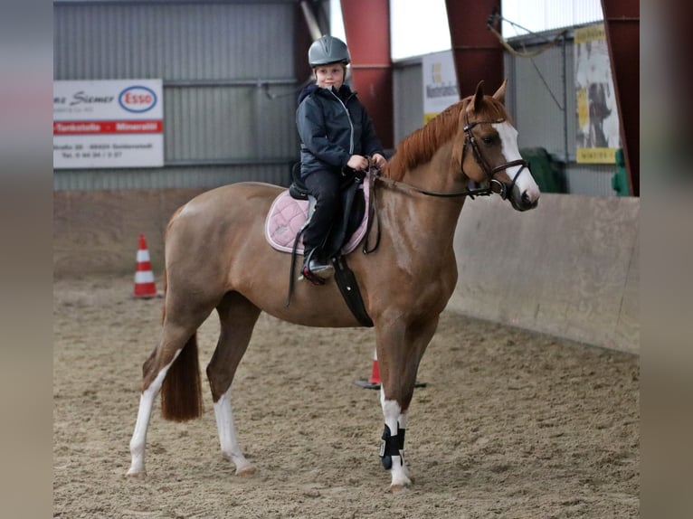 Deutsches Reitpony Stute 4 Jahre 156 cm Fuchs in Wildeshausen