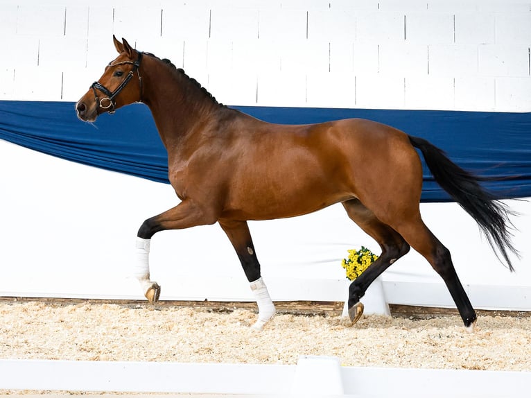 Deutsches Reitpony Stute 4 Jahre 160 cm Brauner in Marsberg