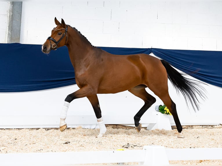 Deutsches Reitpony Stute 4 Jahre 160 cm Brauner in Marsberg