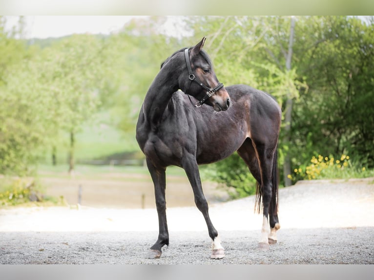 Deutsches Reitpony Stute 4 Jahre 160 cm Dunkelbrauner in Maulbronn
