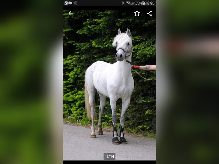 Deutsches Reitpony Mix Stute 4 Jahre 160 cm Rappe in Friedeburg Wiesedermeer