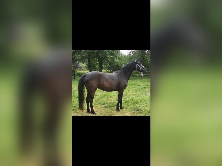 Deutsches Reitpony Mix Stute 4 Jahre 160 cm Rappe in Friedeburg Wiesedermeer