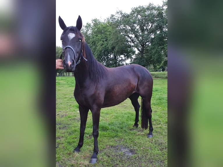 Deutsches Reitpony Mix Stute 4 Jahre 160 cm Rappe in Friedeburg Wiesedermeer