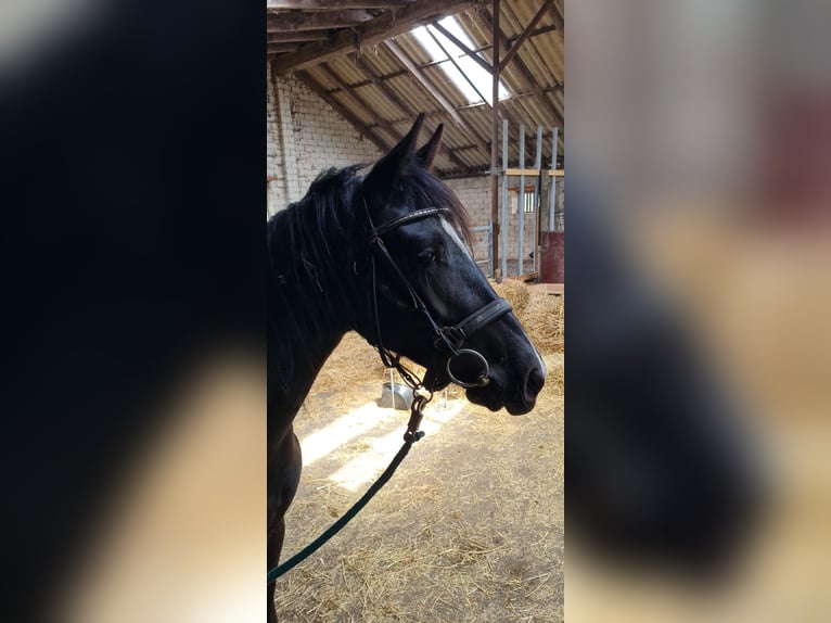 Deutsches Reitpony Mix Stute 4 Jahre 160 cm Rappe in Friedeburg Wiesedermeer