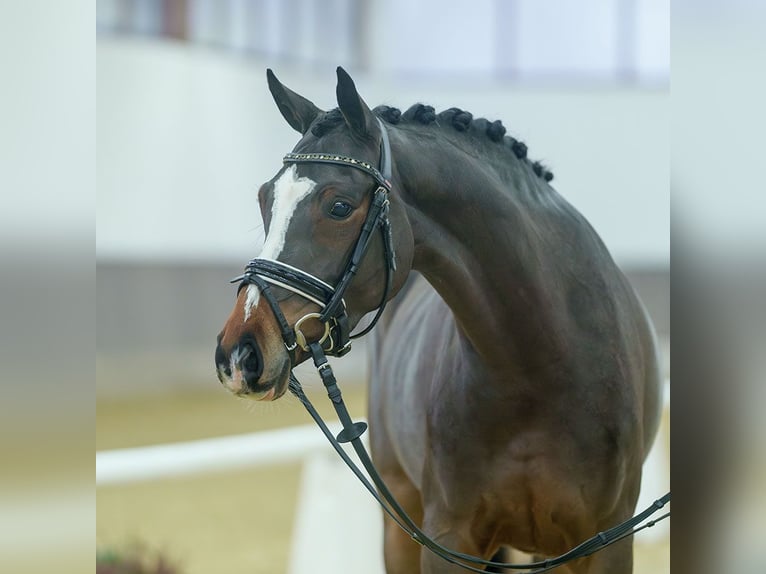 Deutsches Reitpony Stute 4 Jahre Brauner in Münster-Handorf